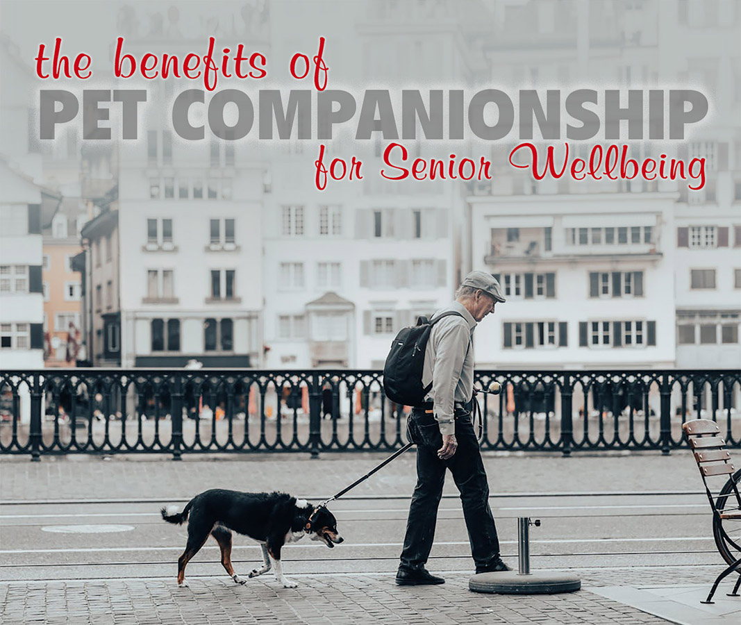  The Benefits of Pet Companionship for Senior Wellbeing